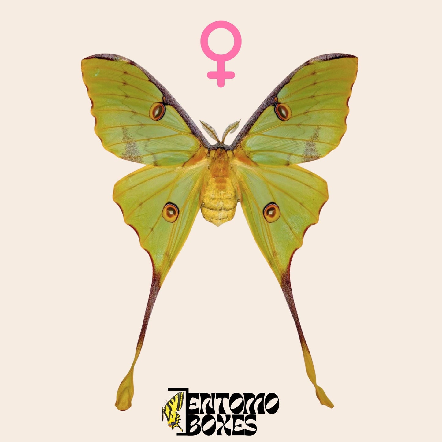argema mimosae extendido hembra
