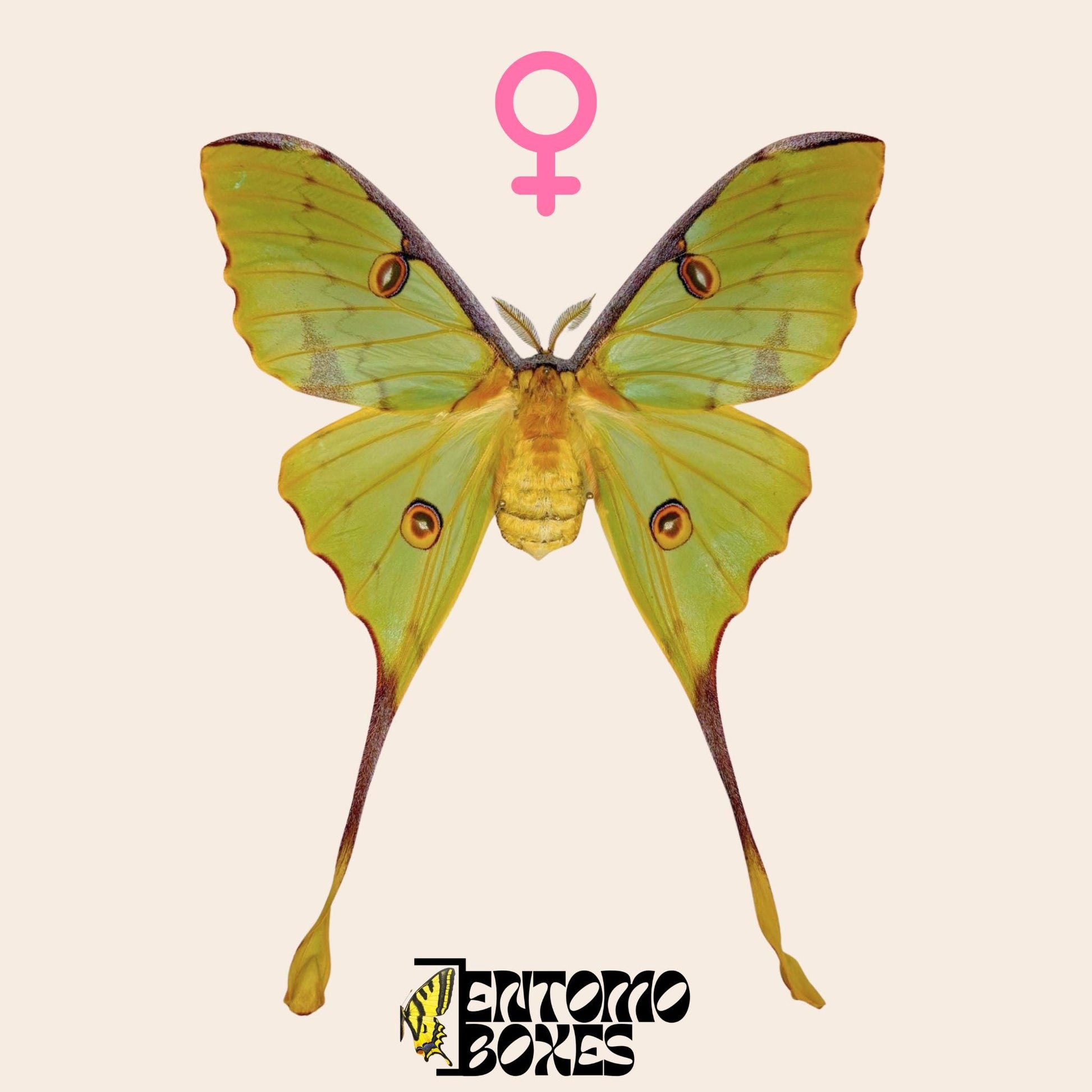 argema mimosae extendido hembra