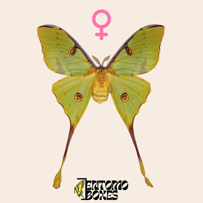 argema mimosae extendido hembra