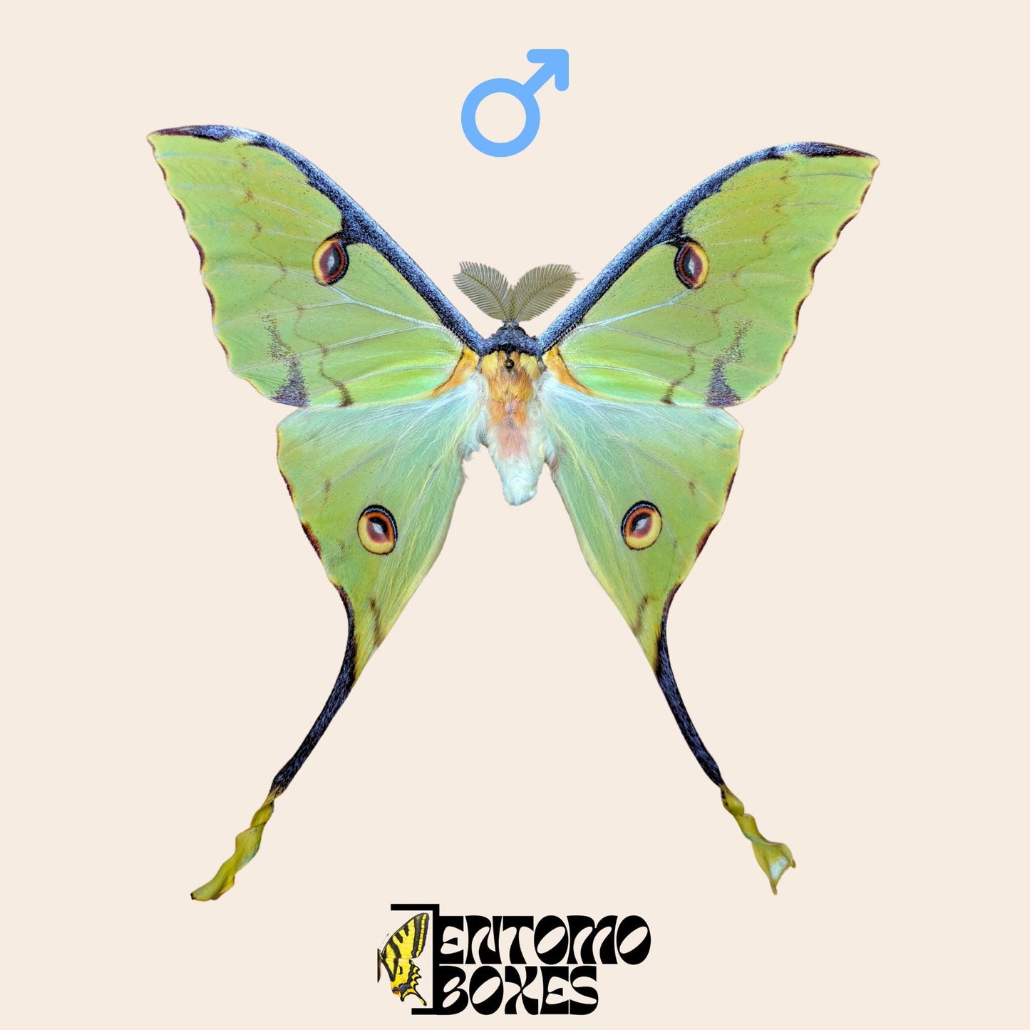 argema mimosae extendido macho