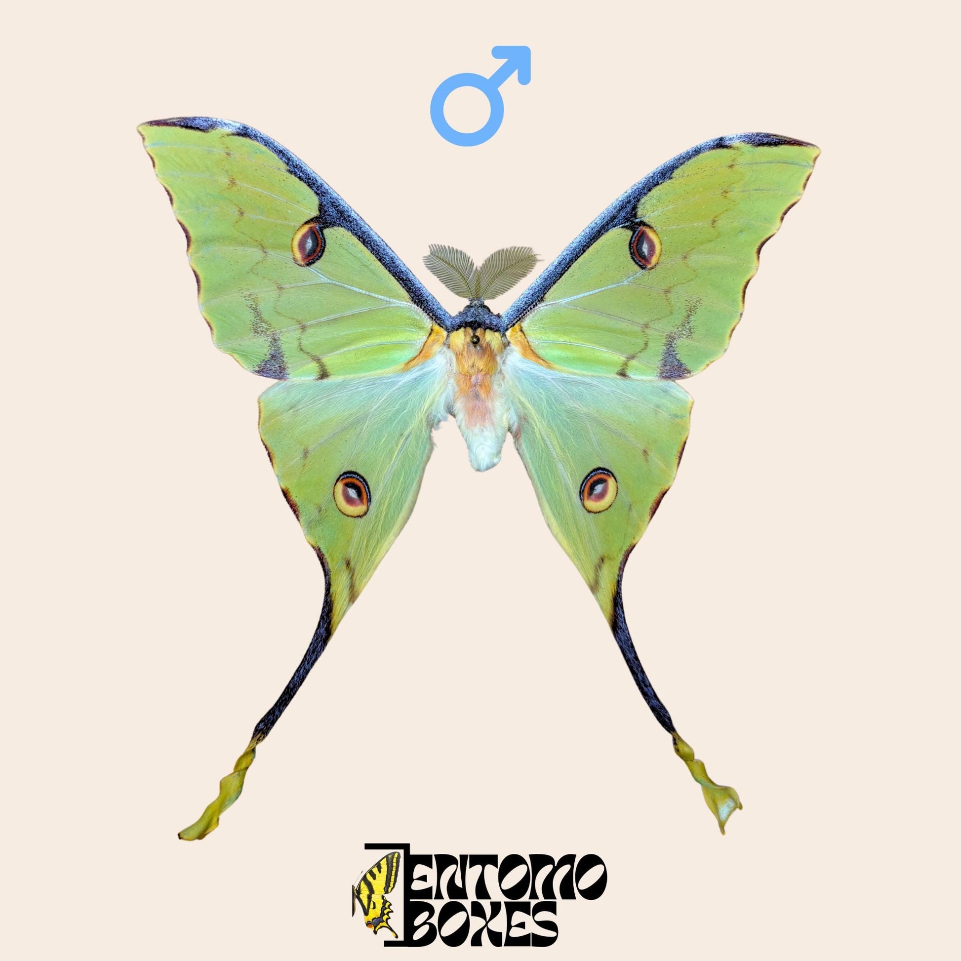 argema mimosae extendido macho