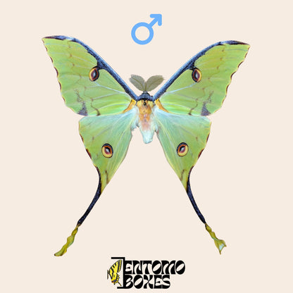 argema mimosae extendido macho
