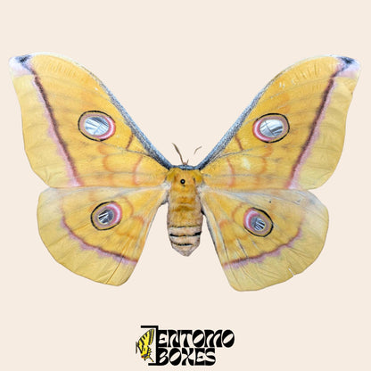 Antheraea pernyi Antheraea pernyi amarillo hembra