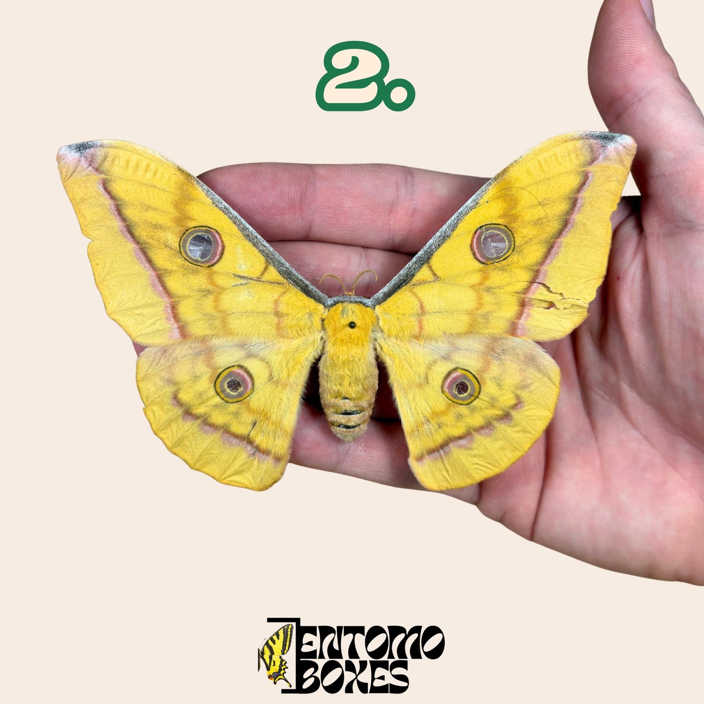 Antheraea pernyi Antheraea pernyi amarillo hembra