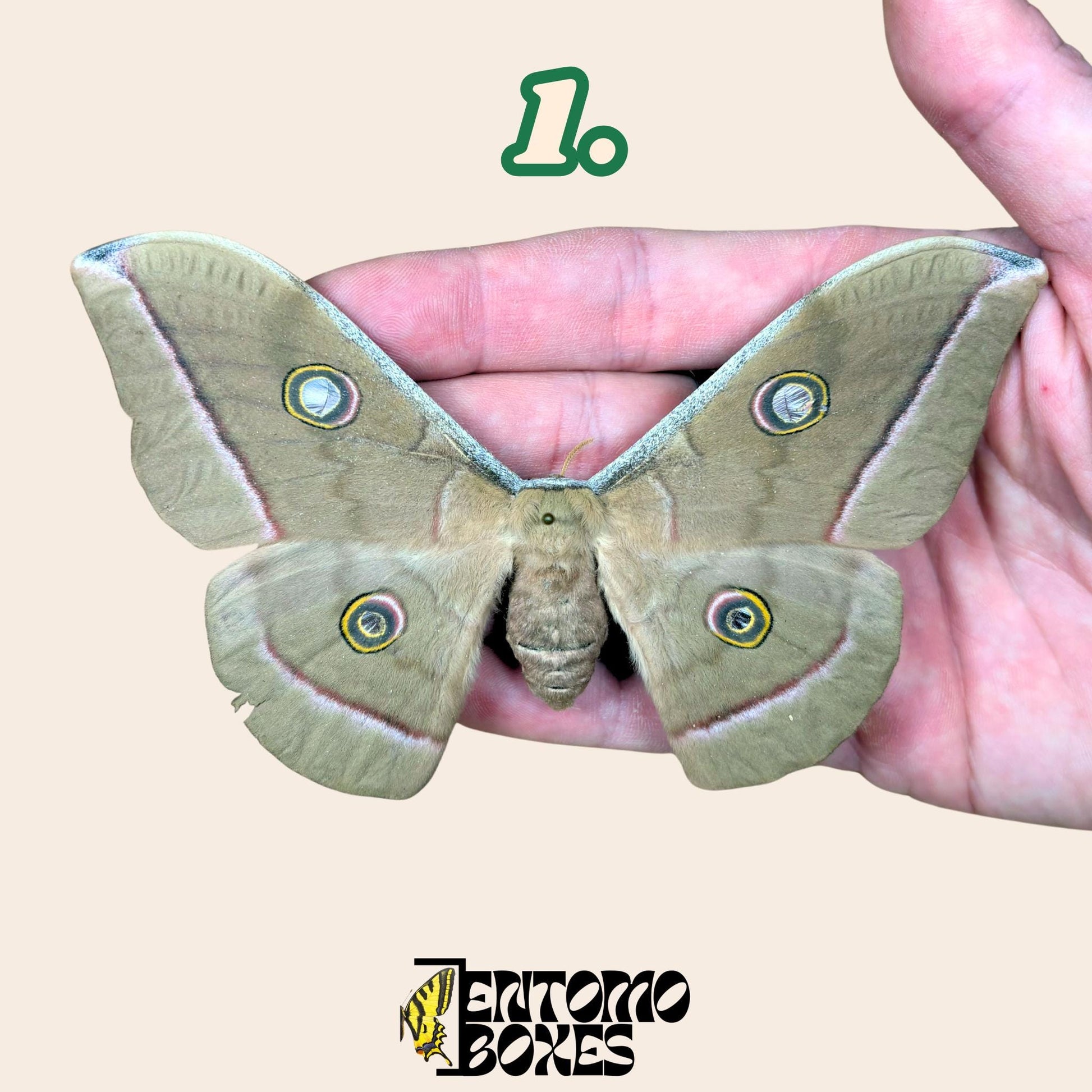 Antheraea pernyi Antheraea pernyi gris hembra