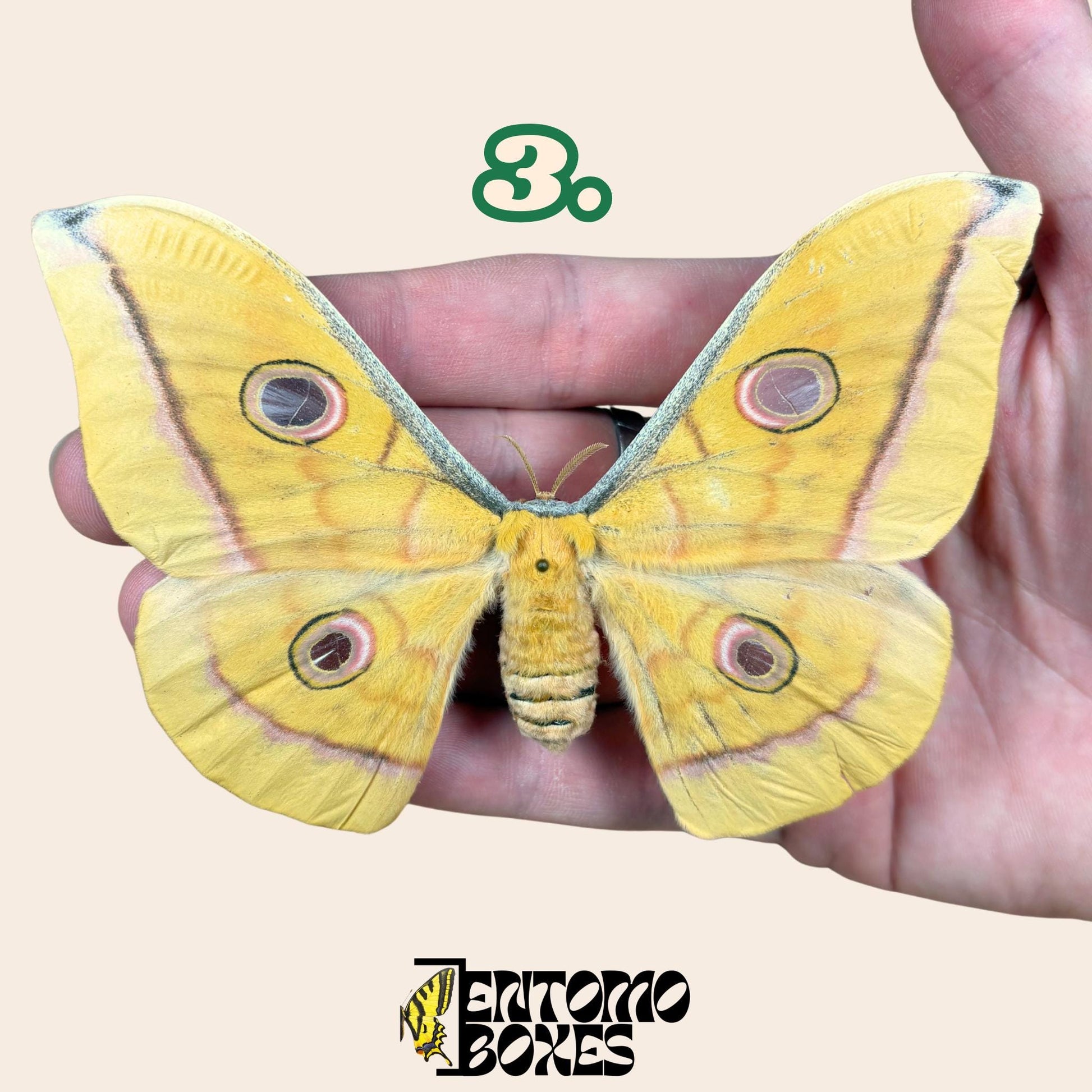 Antheraea pernyi Antheraea pernyi amarillo hembra