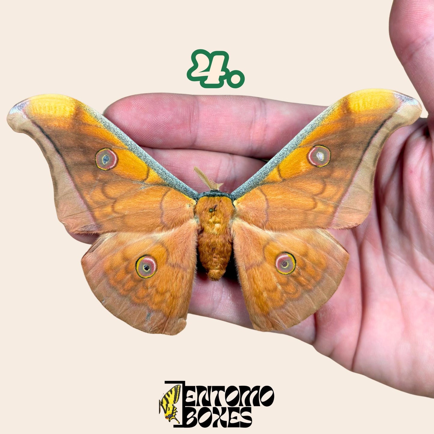 Antheraea pernyi Antheraea pernyi macho
