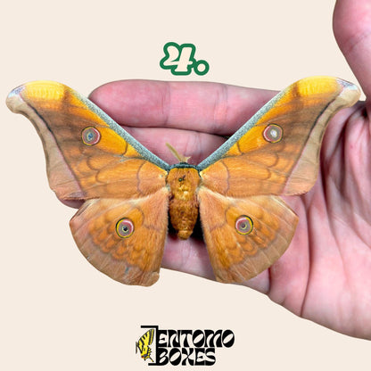 Antheraea pernyi Antheraea pernyi macho