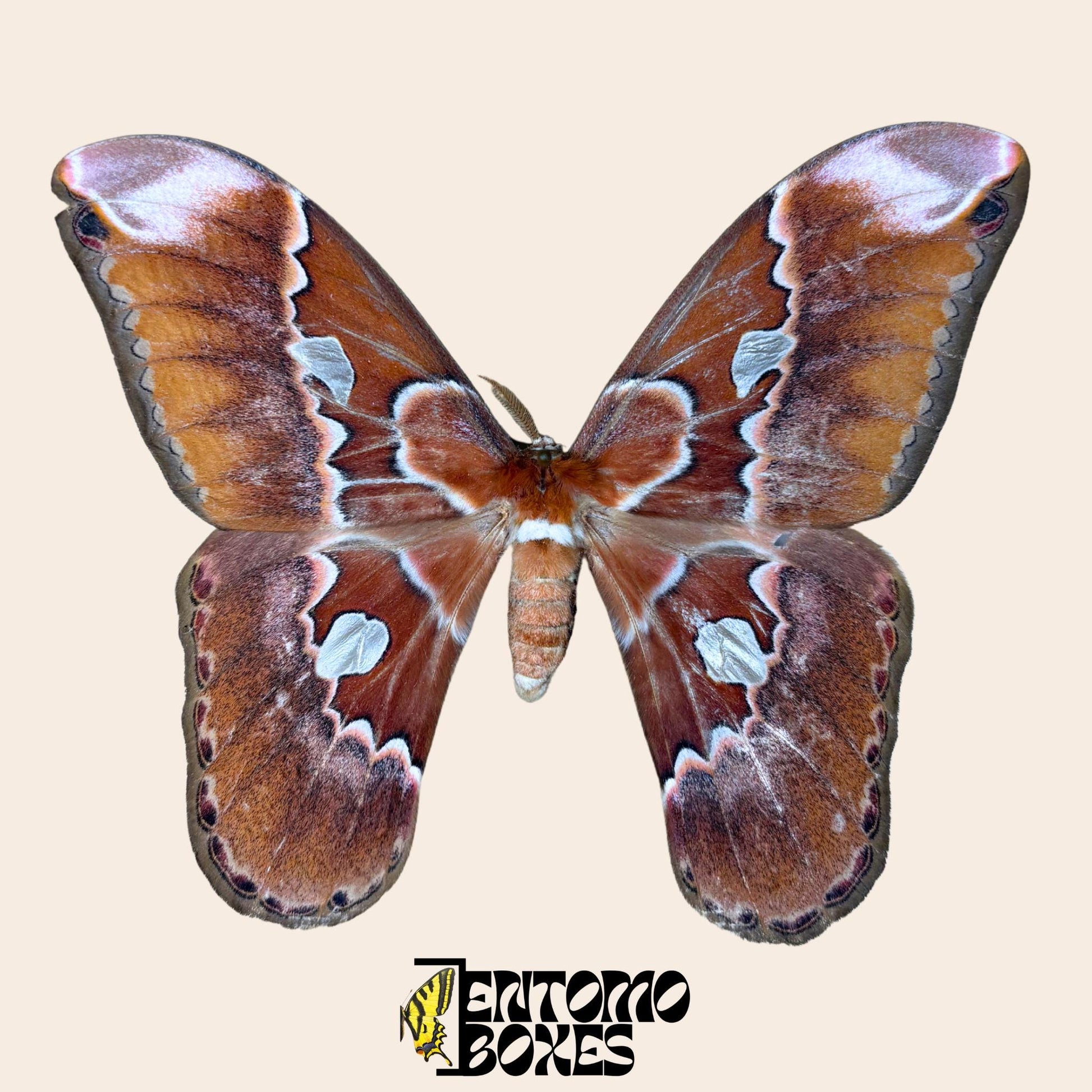 Rothschildia equatorialis extendido macho con alas abiertas