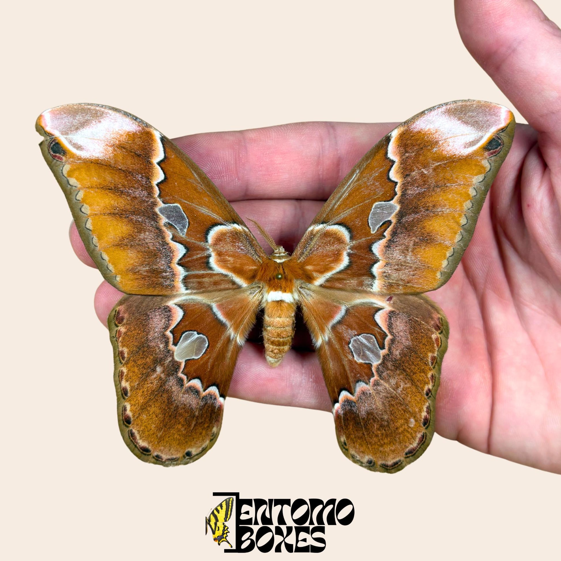 Rothschildia equatorialis polilla séricigena macho espécimen