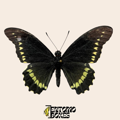 Battus polydamas  extendido mariposa