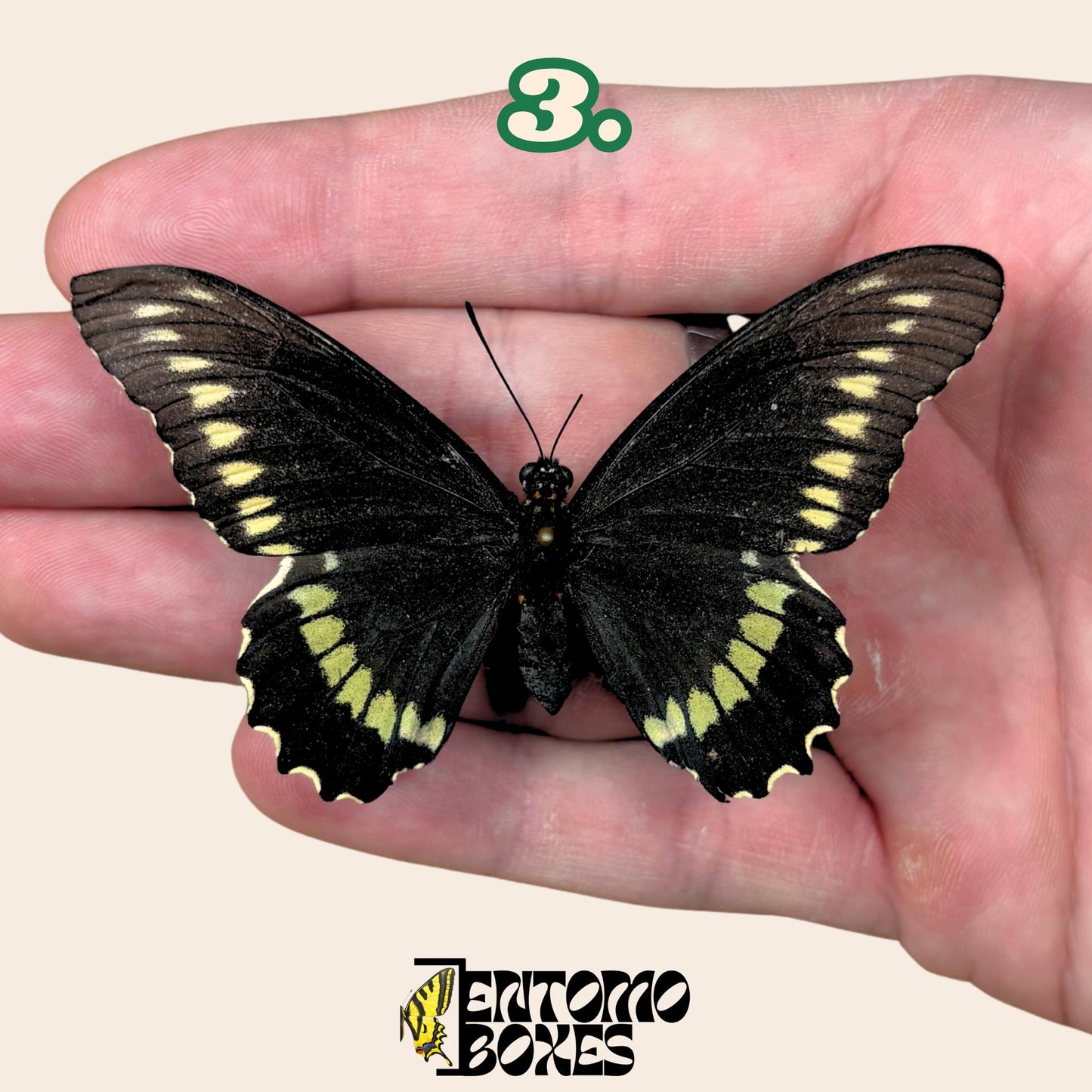 Battus polydamas  extendido mariposa