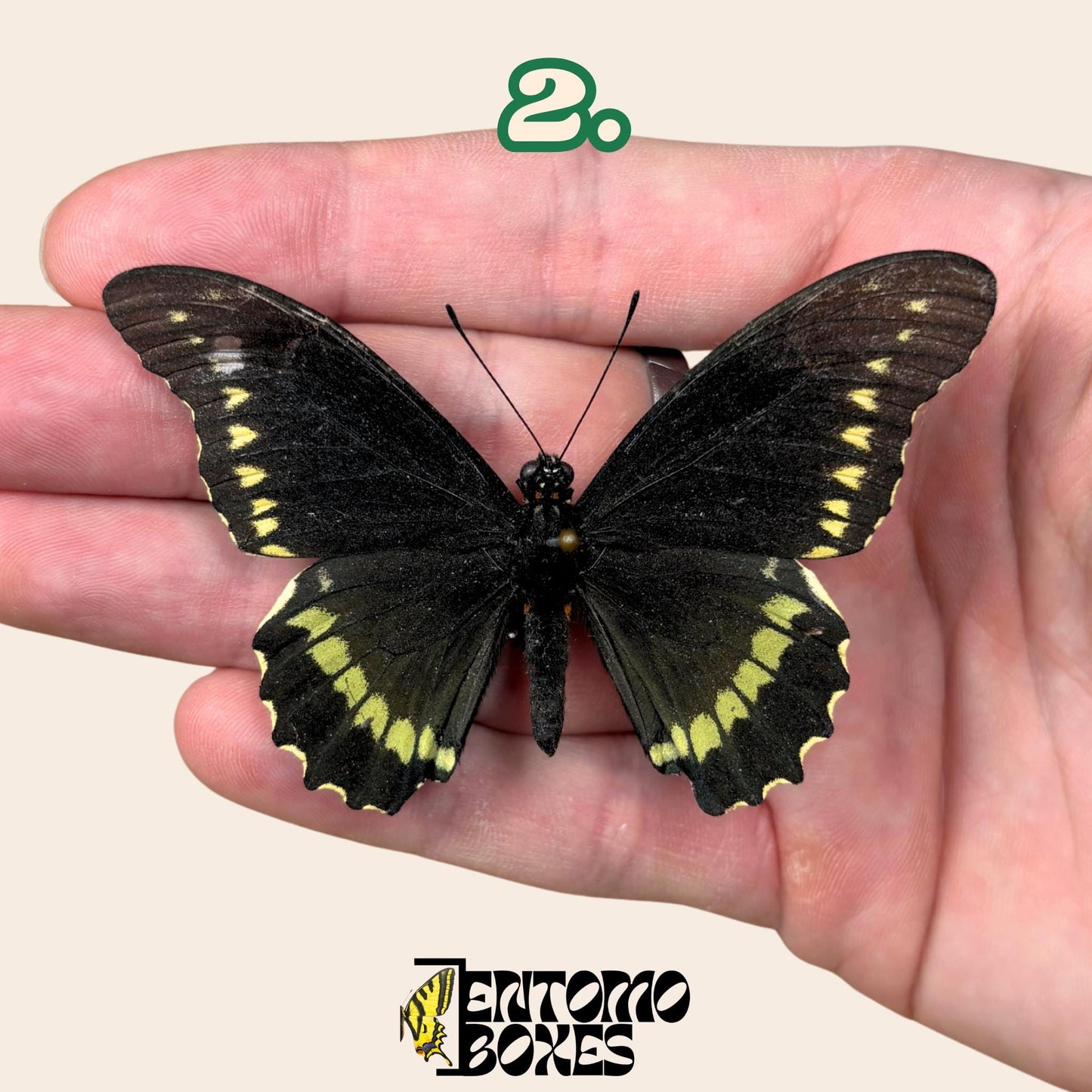 Battus polydamas  extendido mariposa