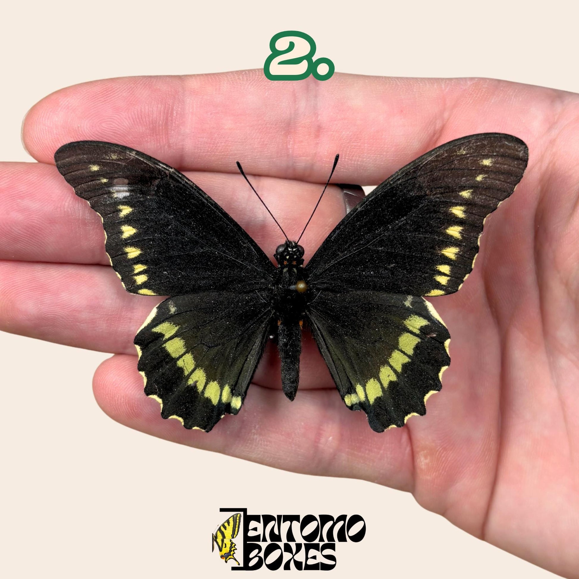 Battus polydamas  extendido mariposa