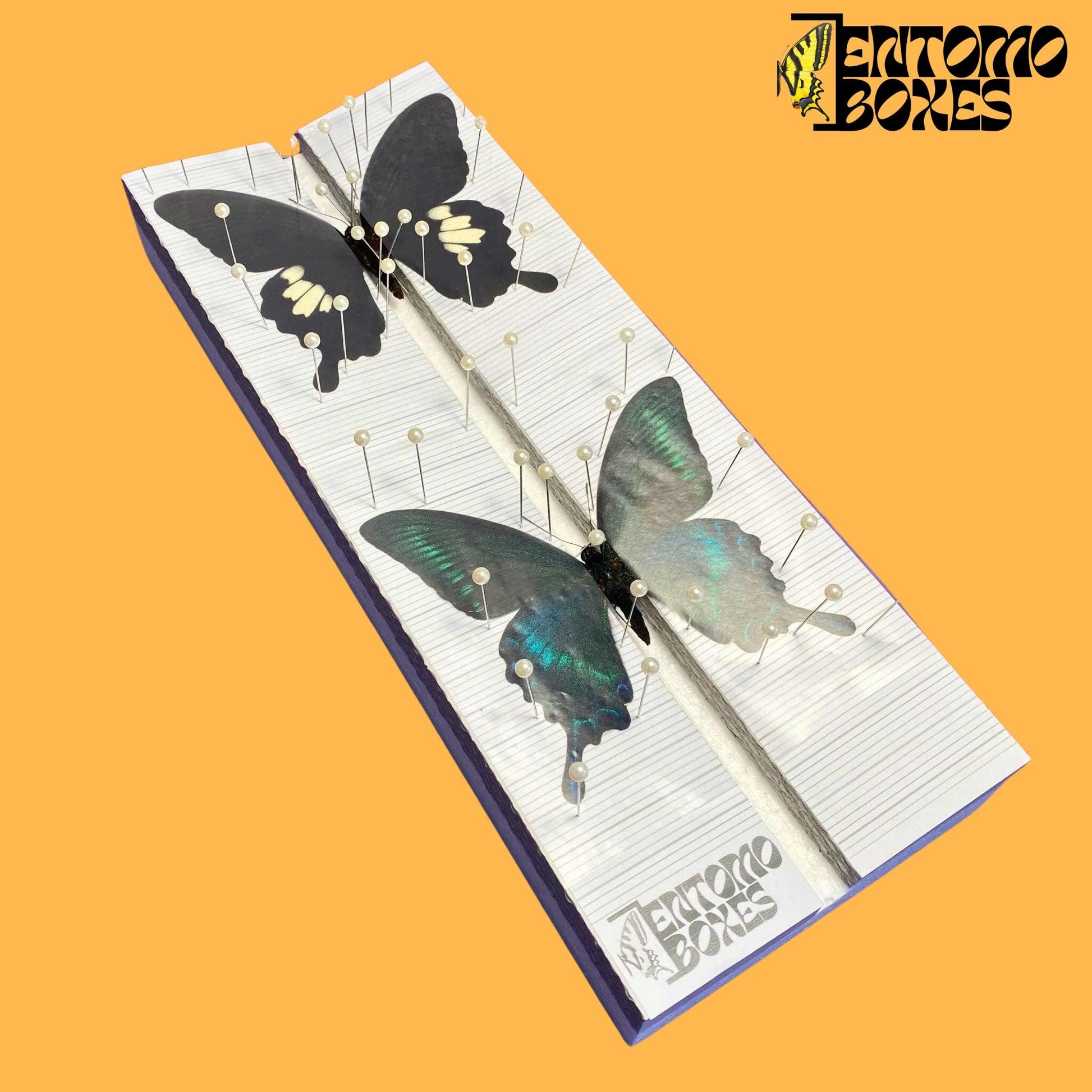 papilio helenus y papilio maackii sobre tablero de extensión