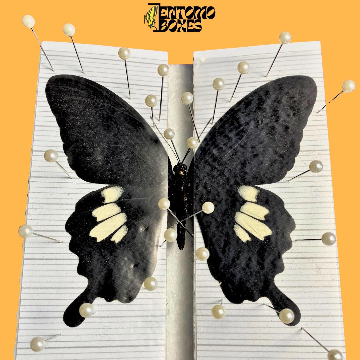papilio helenus sobre tablero de extensión