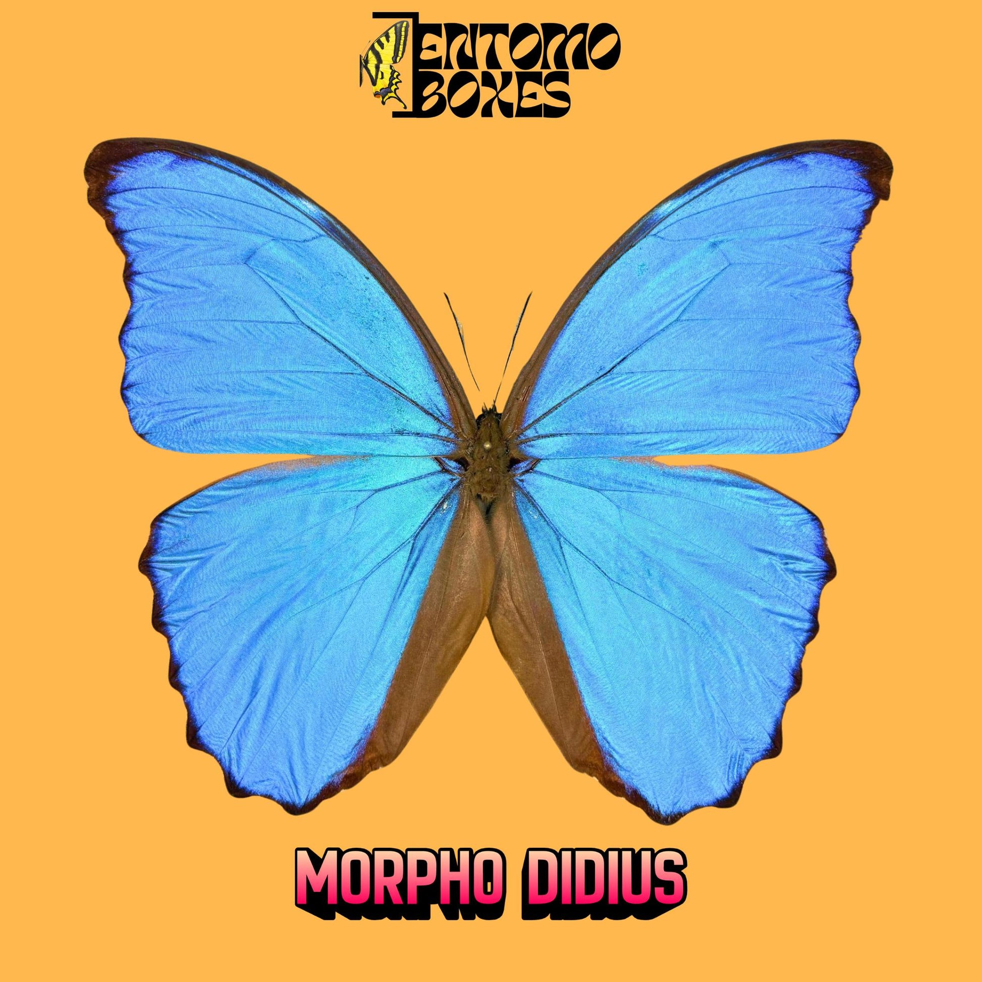 morpho didius macho extendido