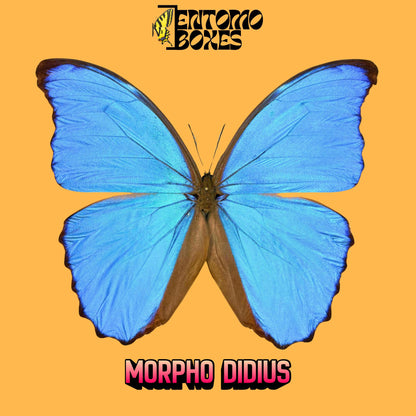 morpho didius macho extendido