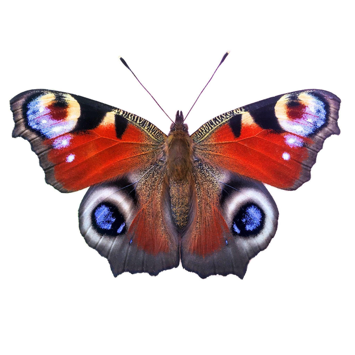 Inachis io (mariposa pavo real) con las alas extendidas, alas naranjas con ocelos azules y marcas negras