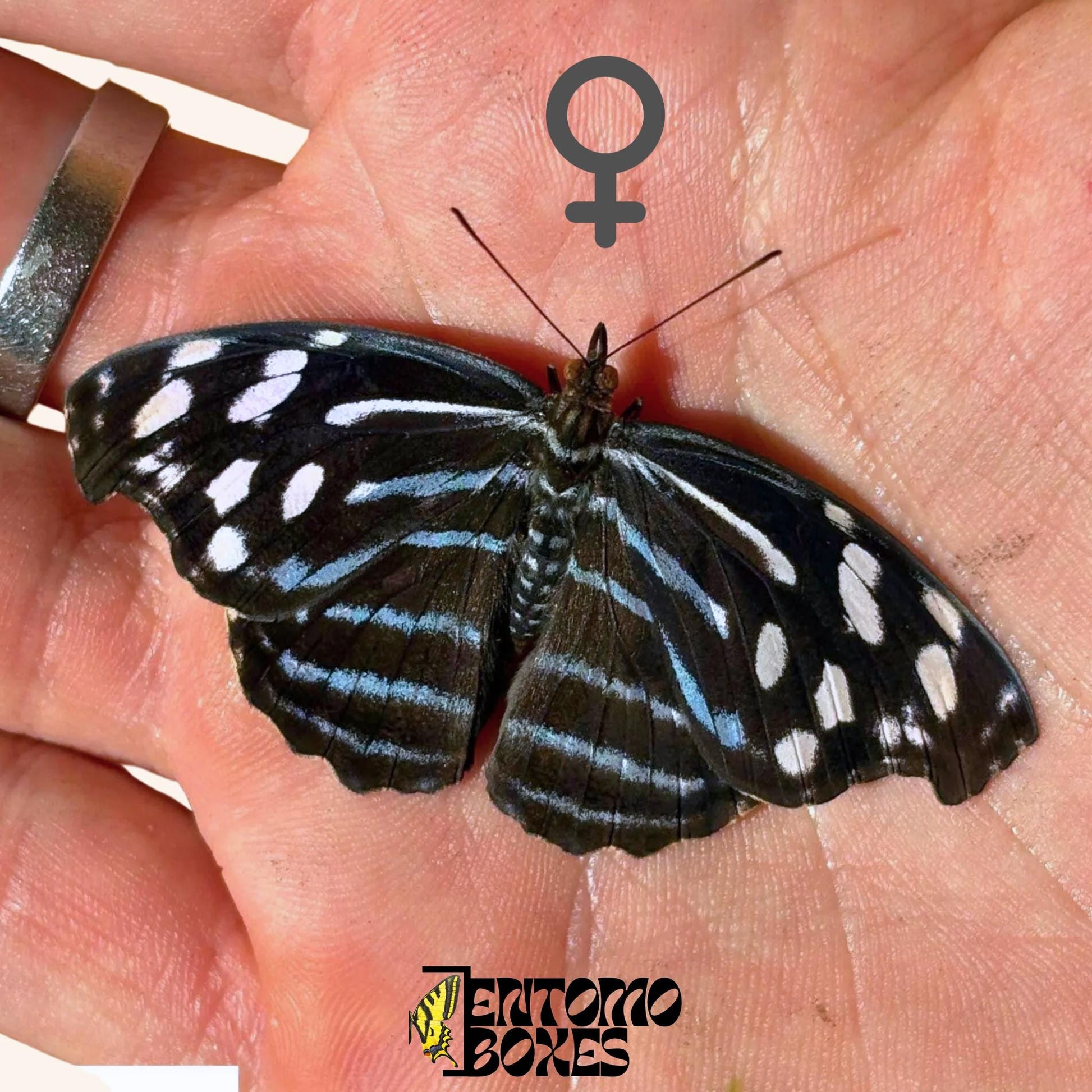 Myscelia cyaniris hembra mariposa sobre hand