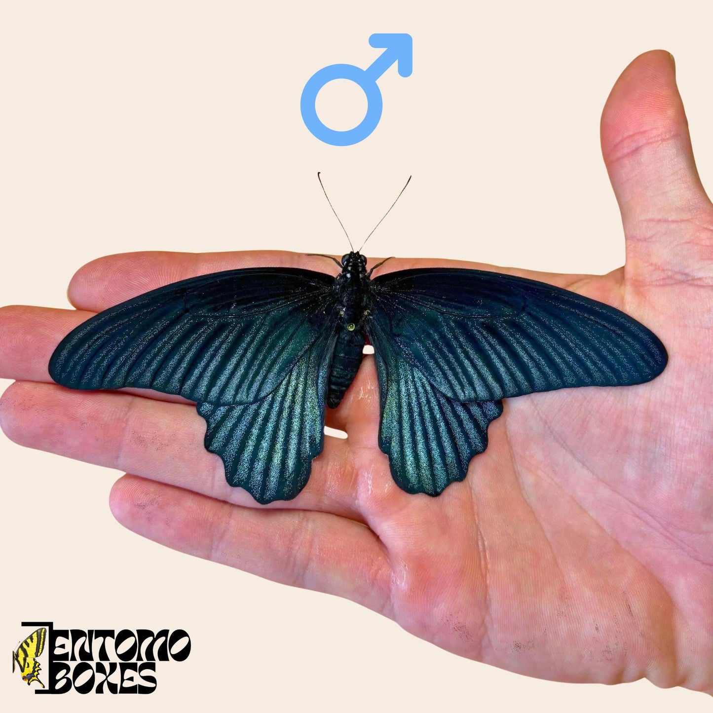 papilio memnon tropical macho mariposa sobre hand