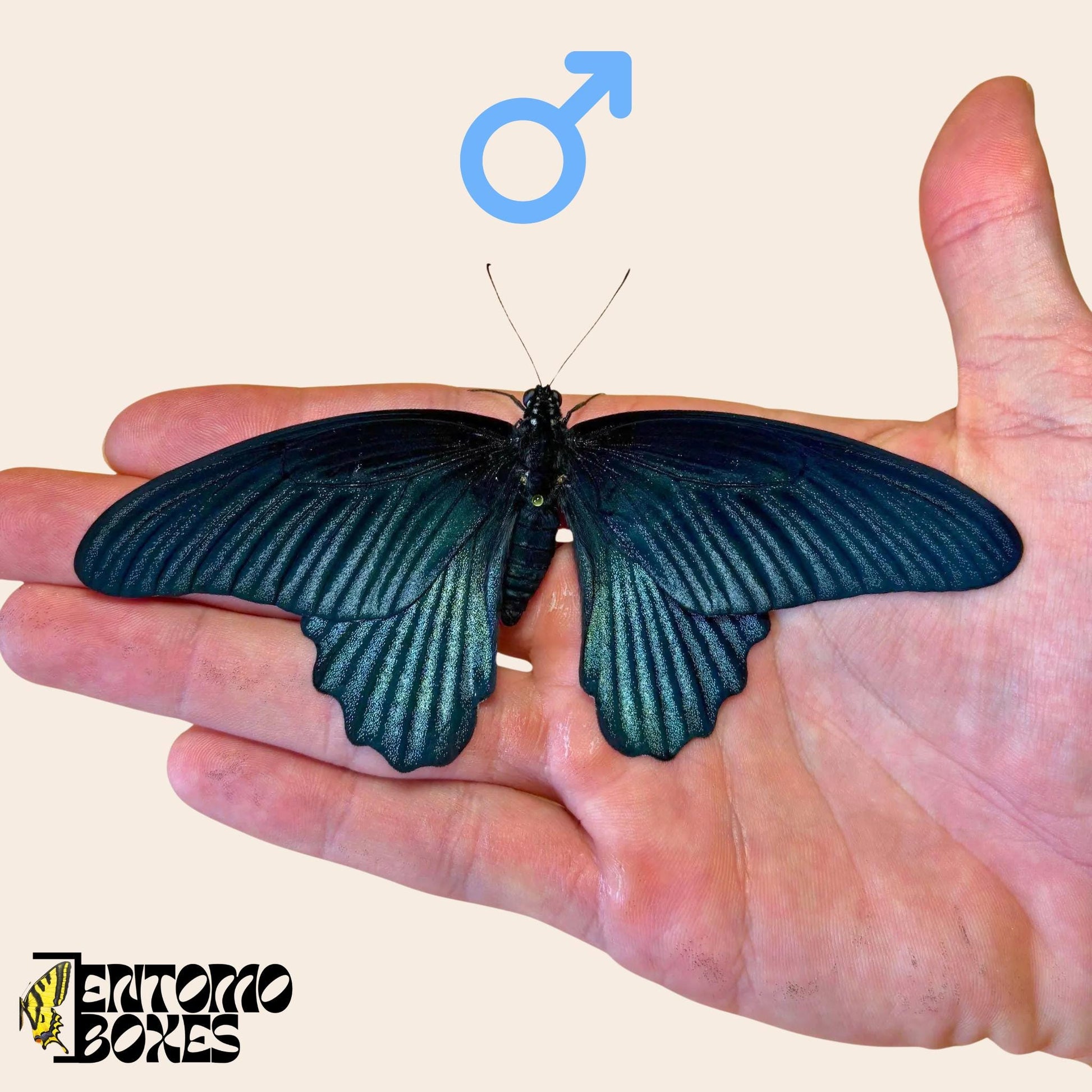 papilio memnon tropical macho mariposa sobre hand