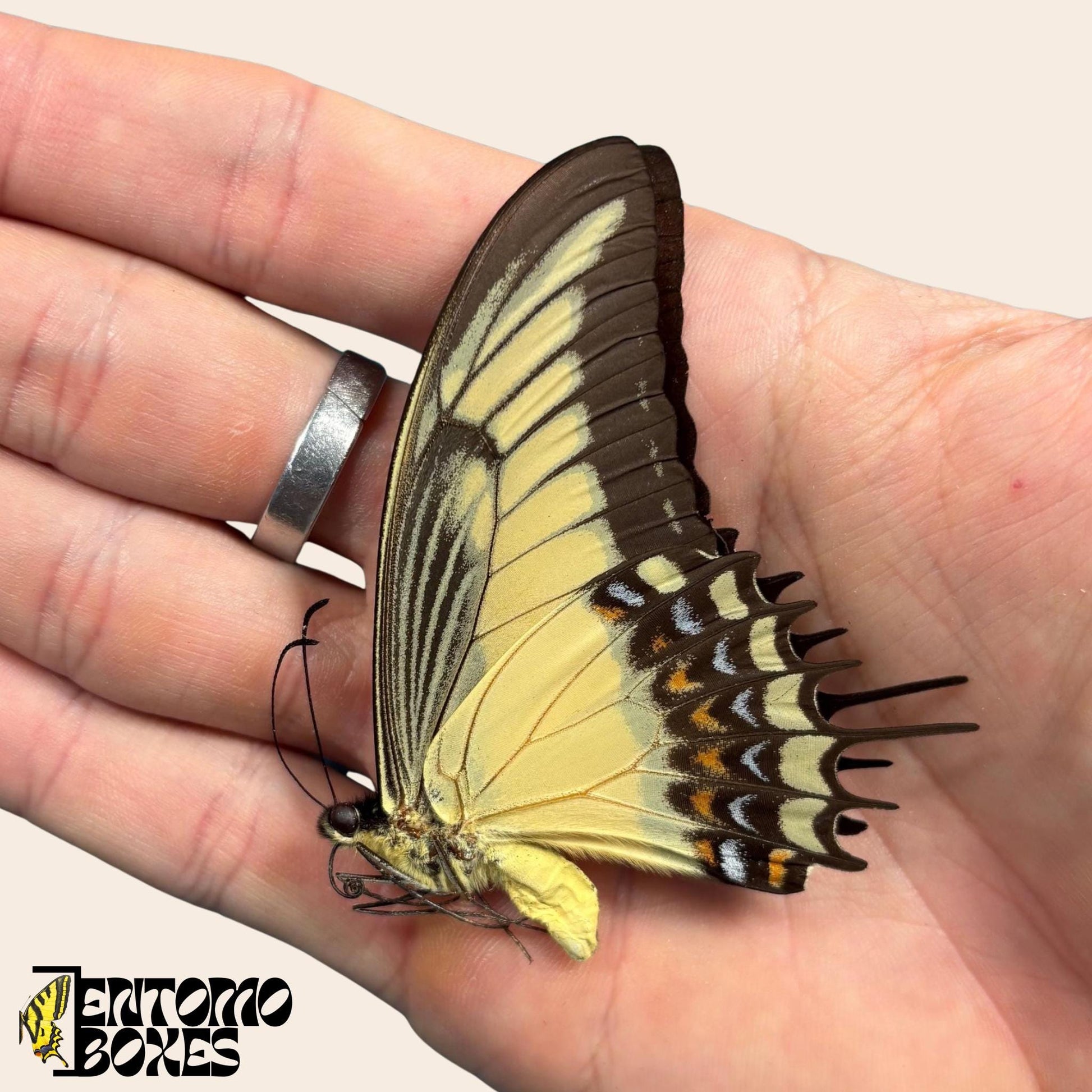 Papilio androgeus closed alas swallowtail mariposa