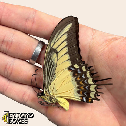 Papilio androgeus closed alas swallowtail mariposa