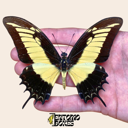 Papilio androgeus extendido swallowtail mariposa