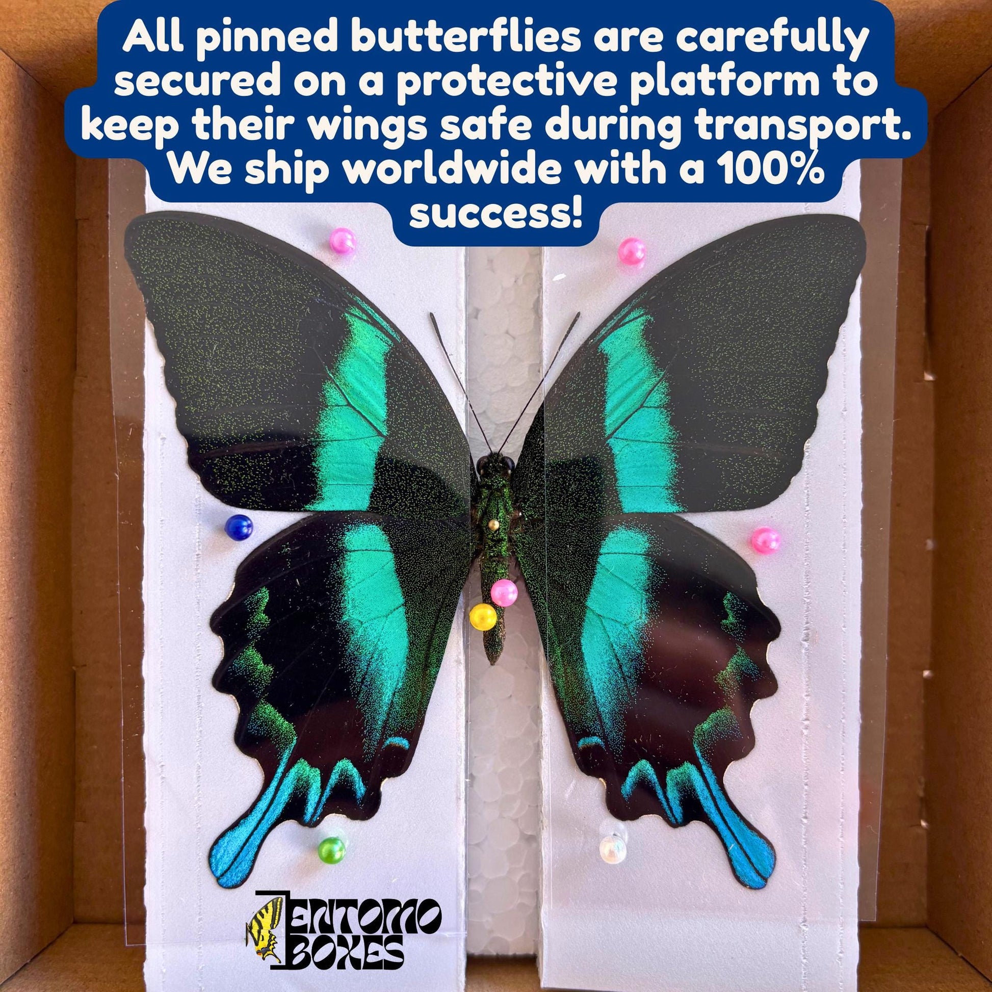 auténtico Papilio androgeus tropical mariposa swallowtail mariposa taxidermia entomología