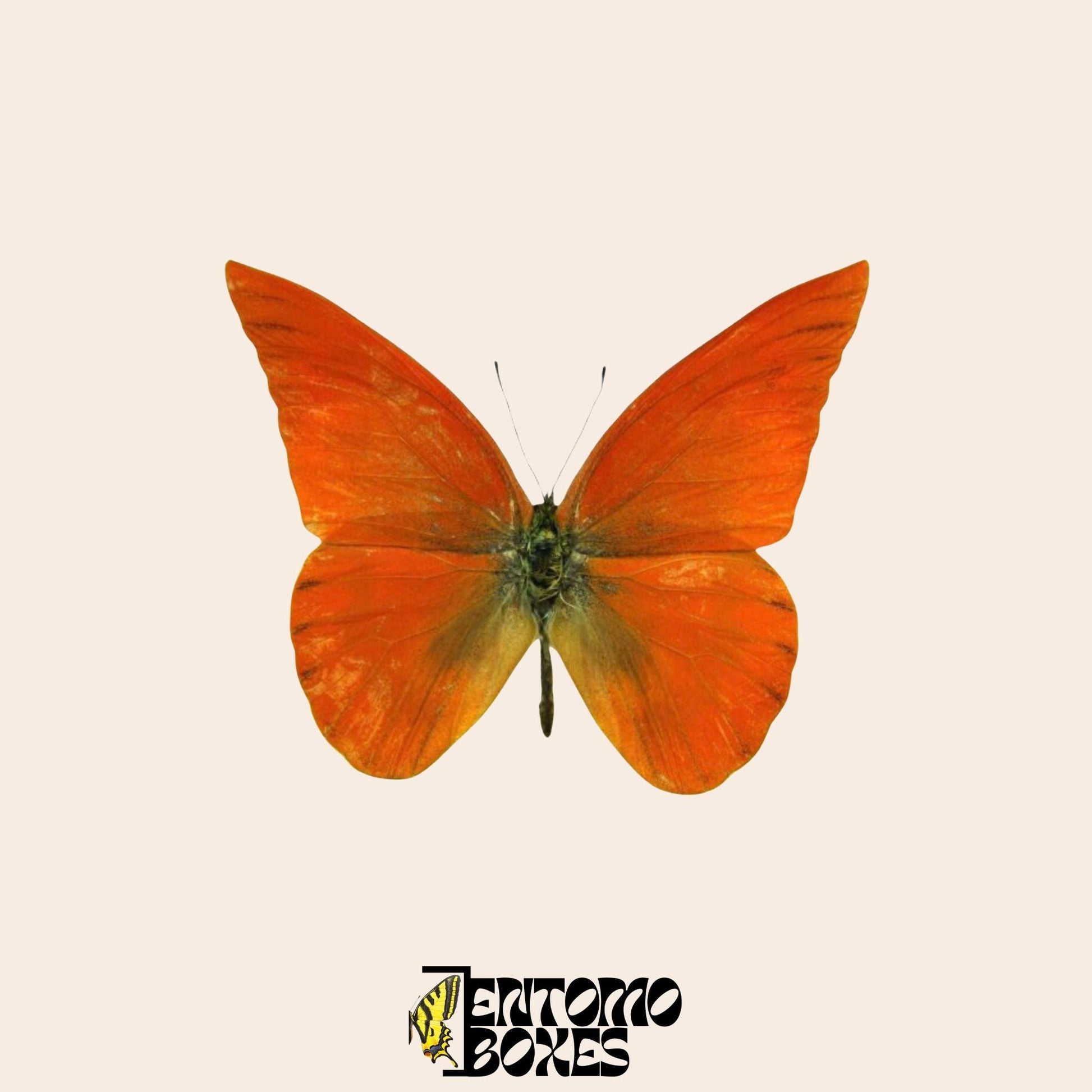 Appias nero mariposa