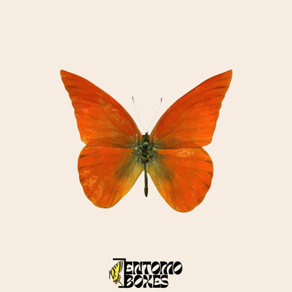 Appias nero mariposa
