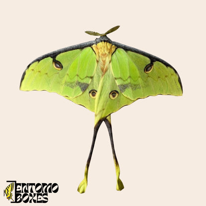 argema mimosae macho polilla