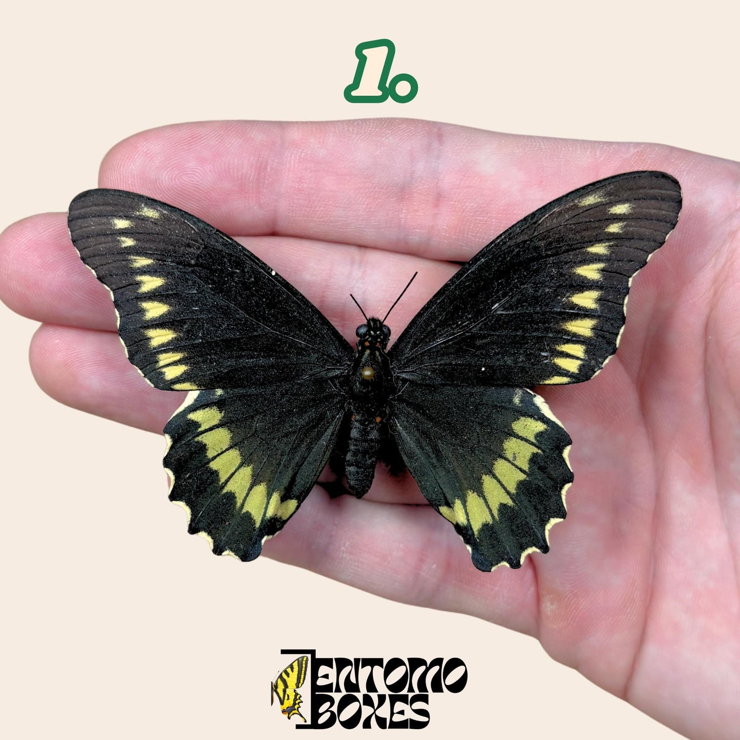 Battus polydamas  extendido mariposa