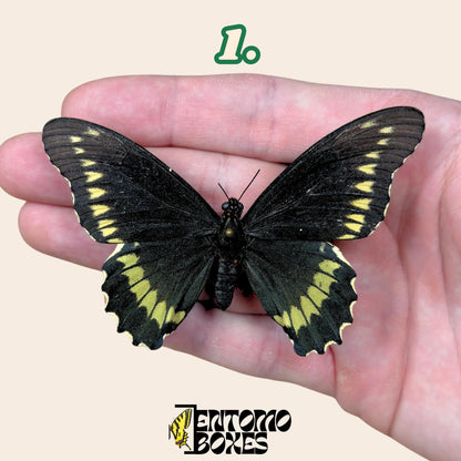 Battus polydamas  extendido mariposa