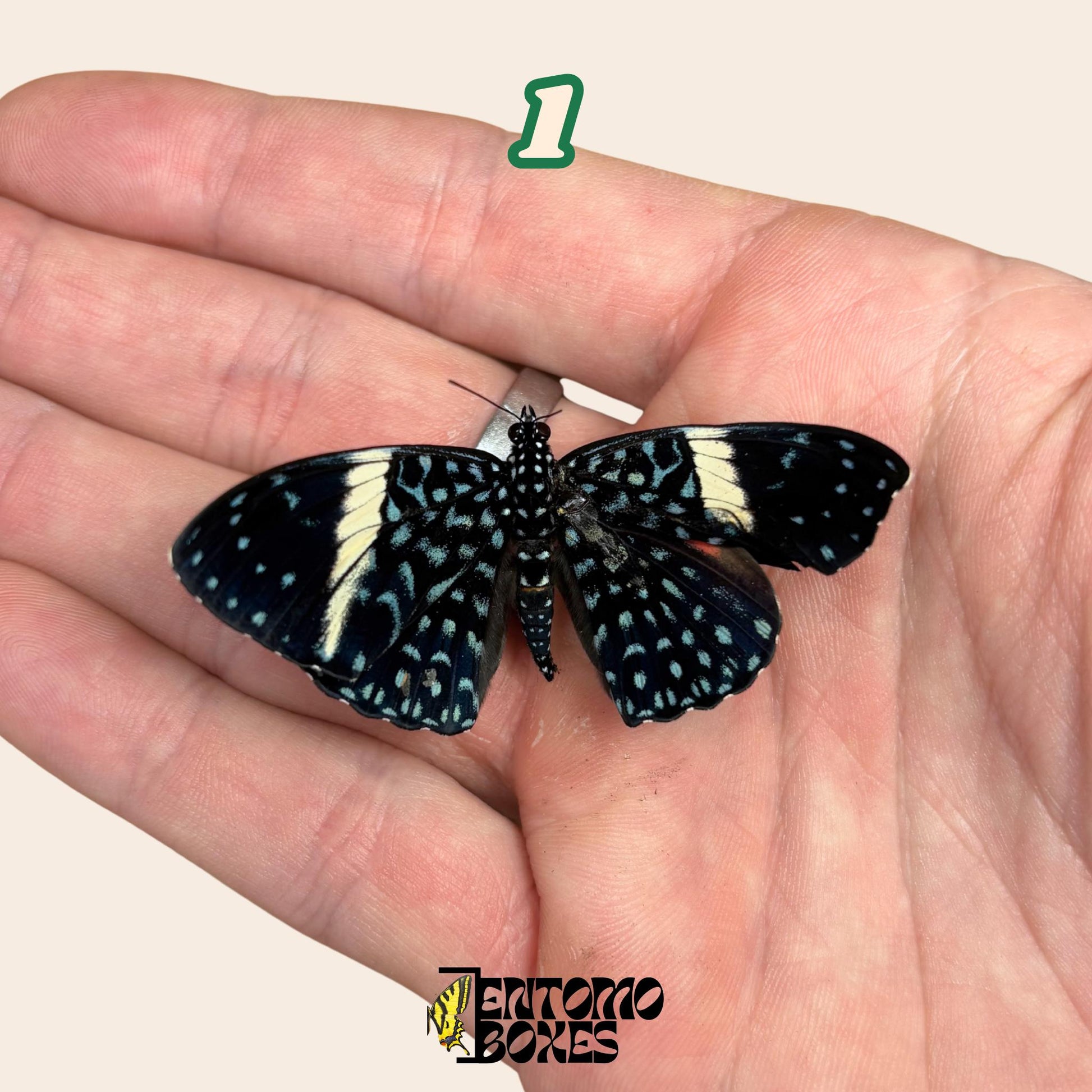 hamadryas mariposa sobre hand