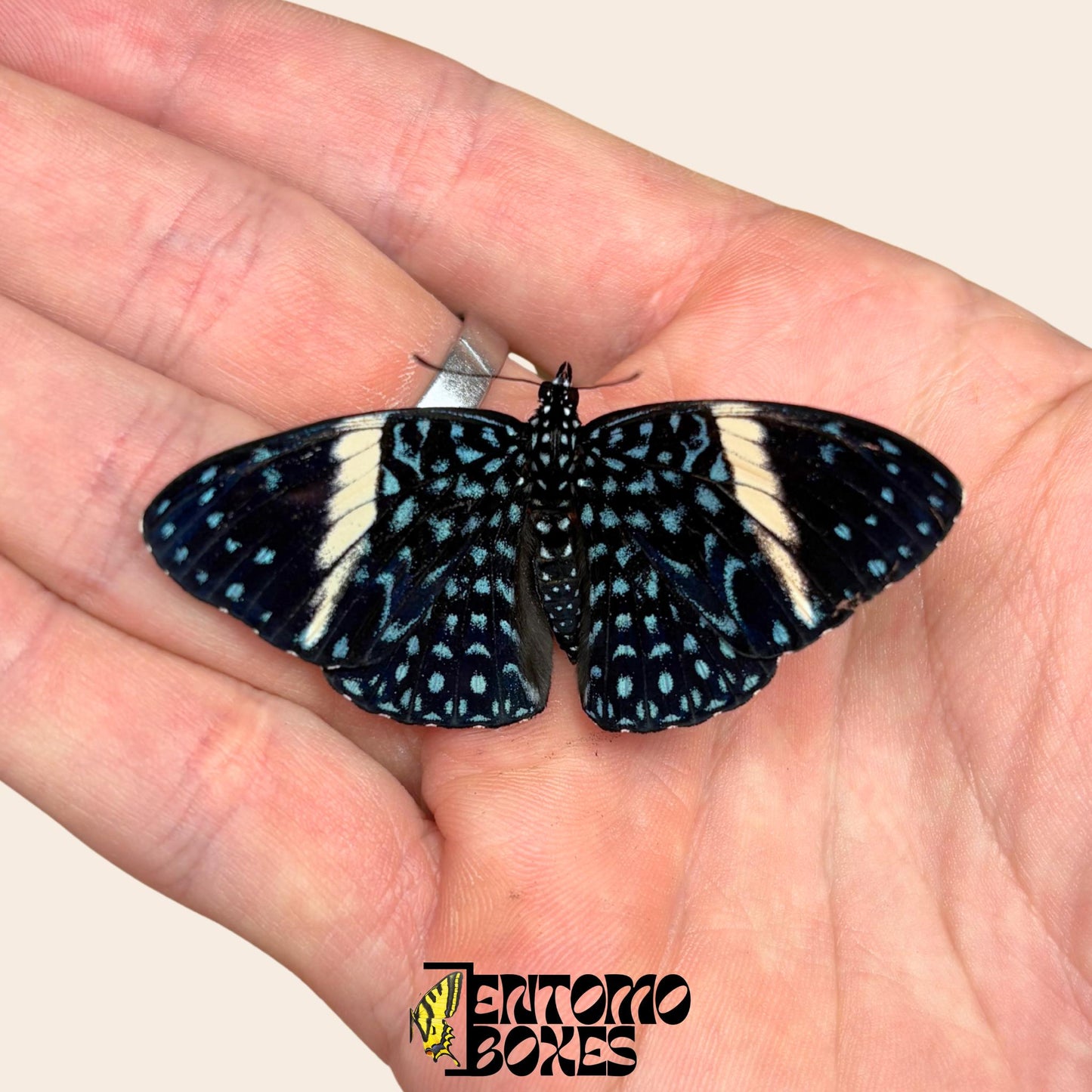 Hamadryas feronia Colobura dirce espécimen extendido, intrincado patrón alar gris similar a la corteza