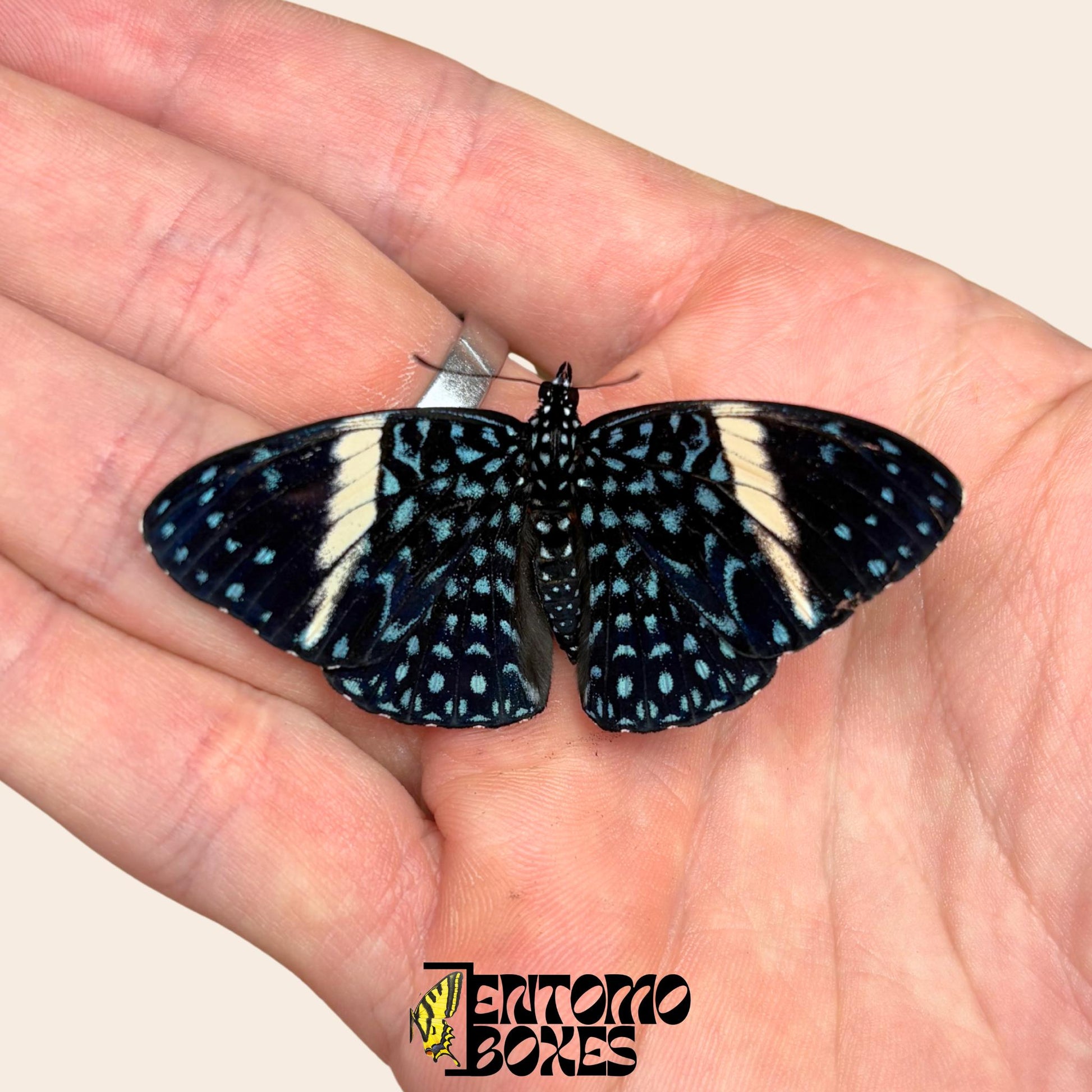 Hamadryas feronia Colobura dirce espécimen extendido, intrincado patrón alar gris similar a la corteza