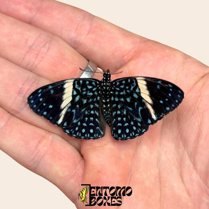 Hamadryas feronia Colobura dirce espécimen extendido, intrincado patrón alar gris similar a la corteza