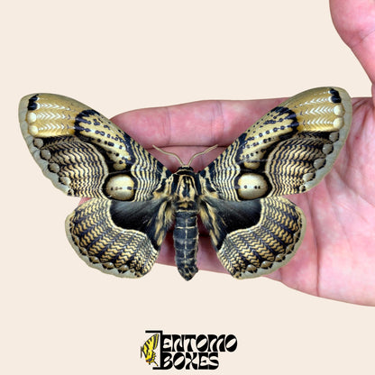 Brahmaea wallichii extendido macho sobre hand