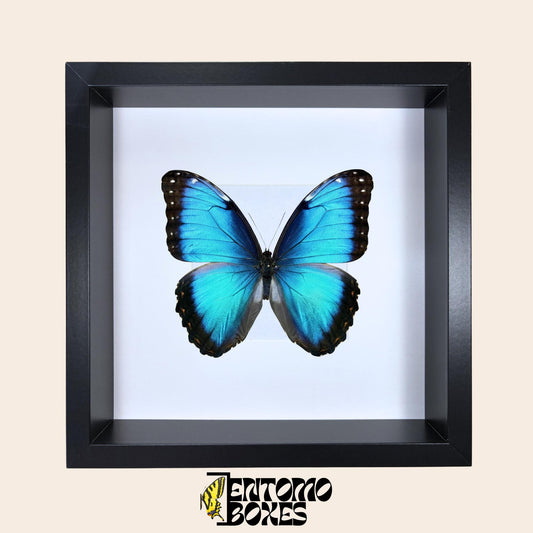 insect storage box (etsy image id: 7745689268)