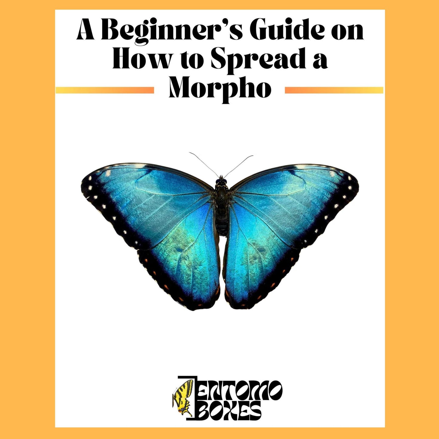 guide sobre how to pin a azul morpho mariposa