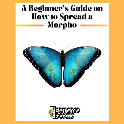 guide sobre how to pin a azul morpho mariposa