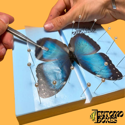 pinning process de azul morpho mariposa