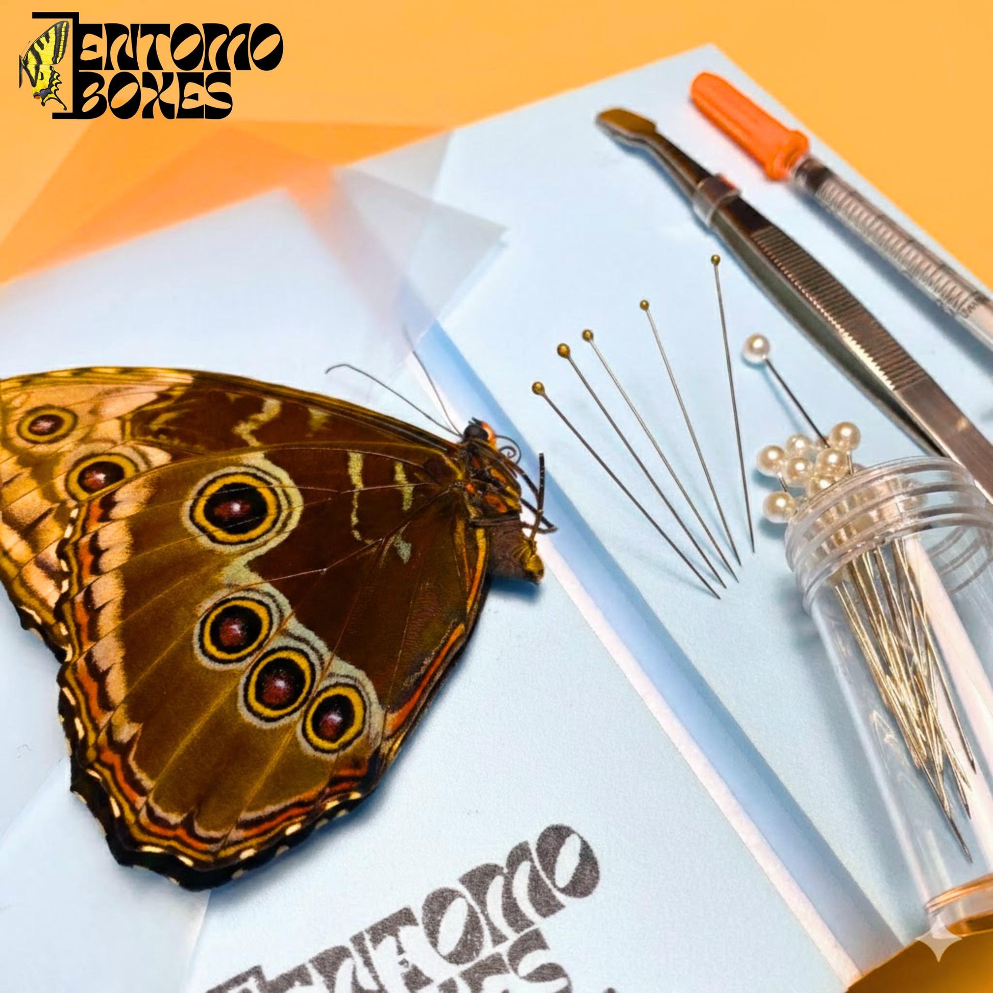 azul morpho mariposa kit de extensión