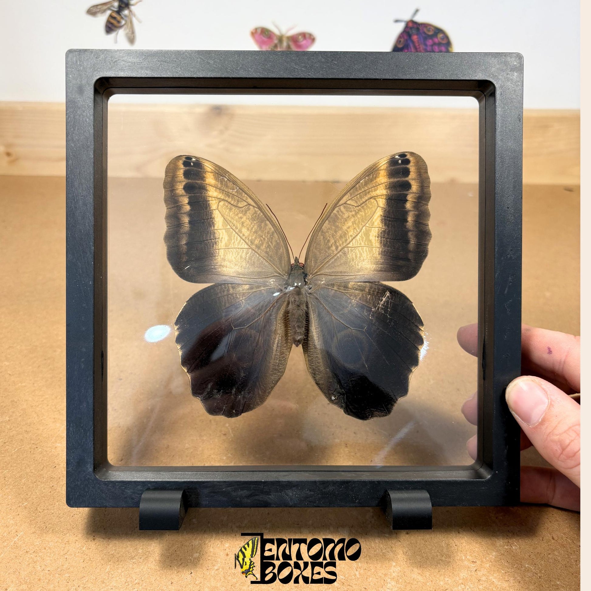 owl butterfly in transparent frame (etsy image id: 7772903462)