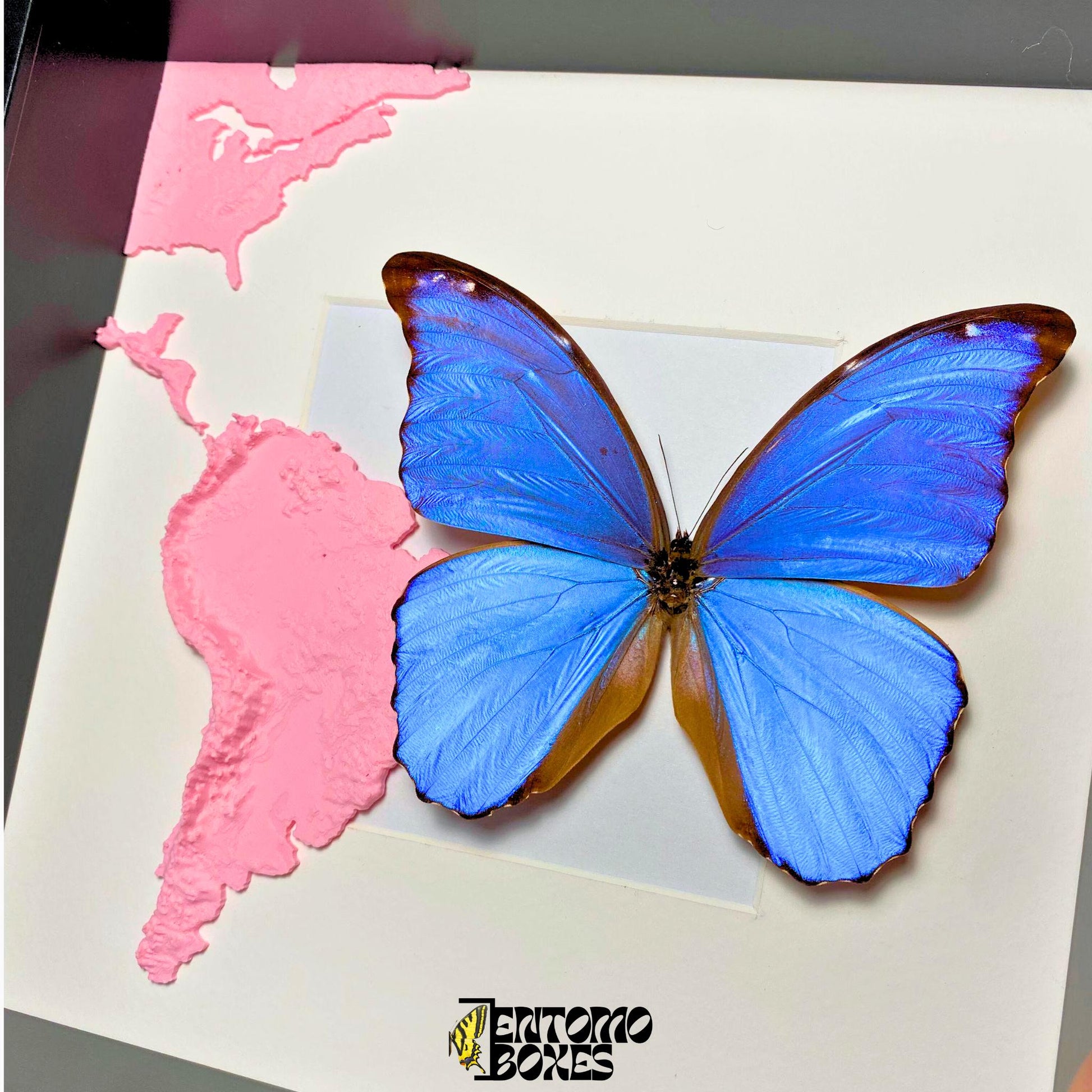 morpho didius tropical mariposa en un marco con 3D printed map de south america