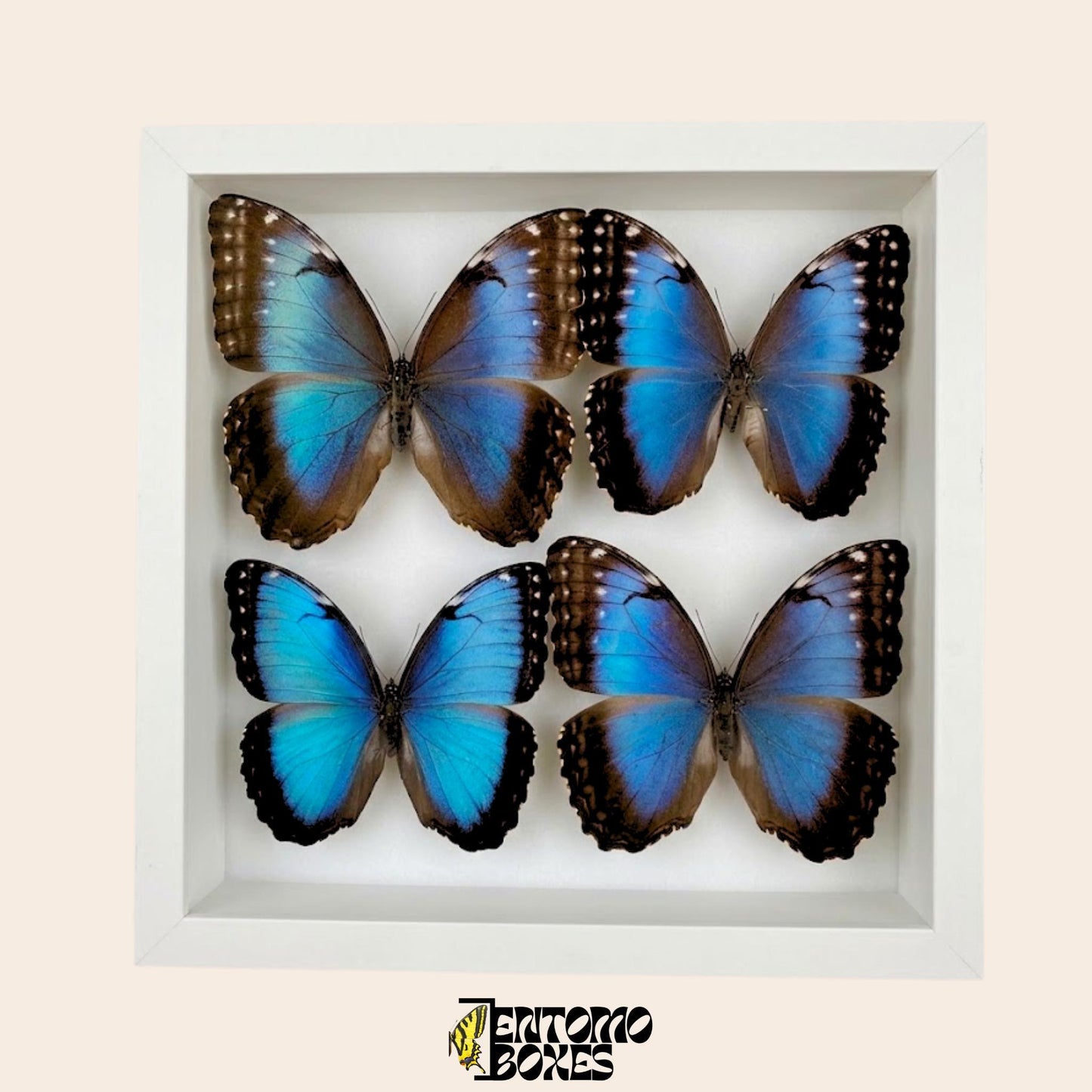 four blue morpho butterflies in white frame (etsy image id: 7773148400)