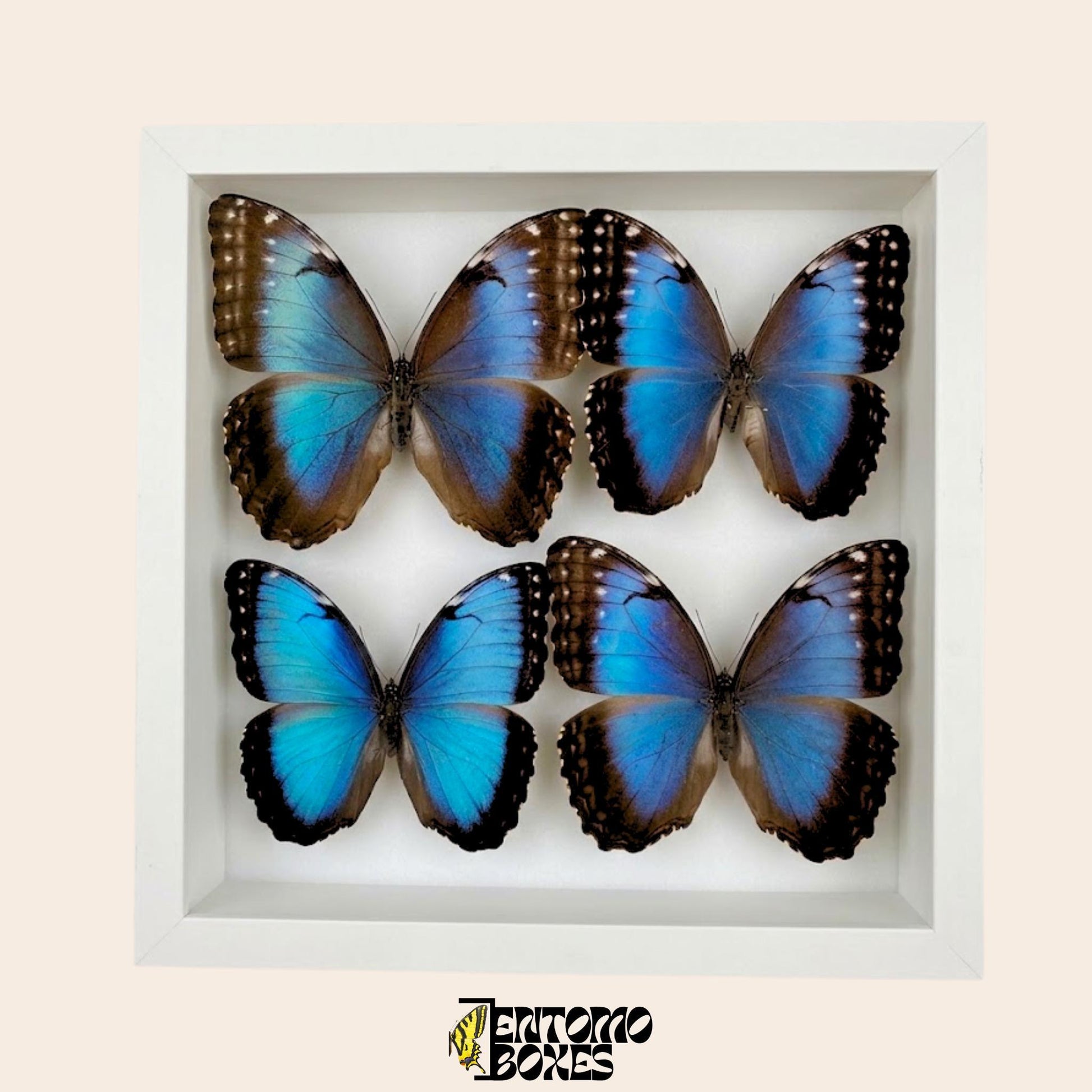 four blue morpho butterflies in white frame (etsy image id: 7773148400)