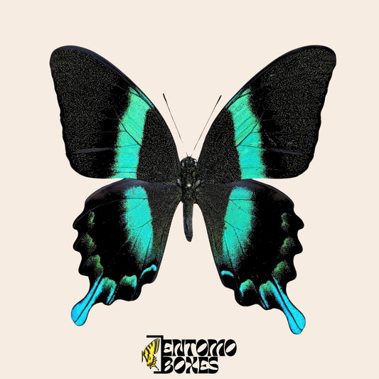 Peacock Swallowtail pinned butterfly (etsy image id: 7781083830)